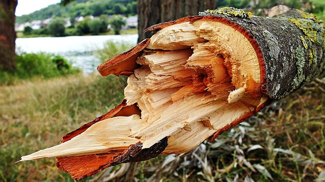 oze biomasa drewno