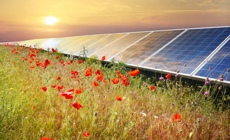 Solar panels under sunset summer sky on field of flowers