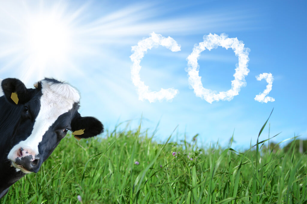 Cows breeding and CO2 emission