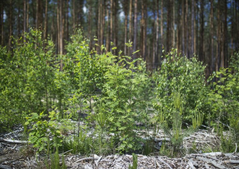 Nadleśnictwo Bytnica ZMNI (11)