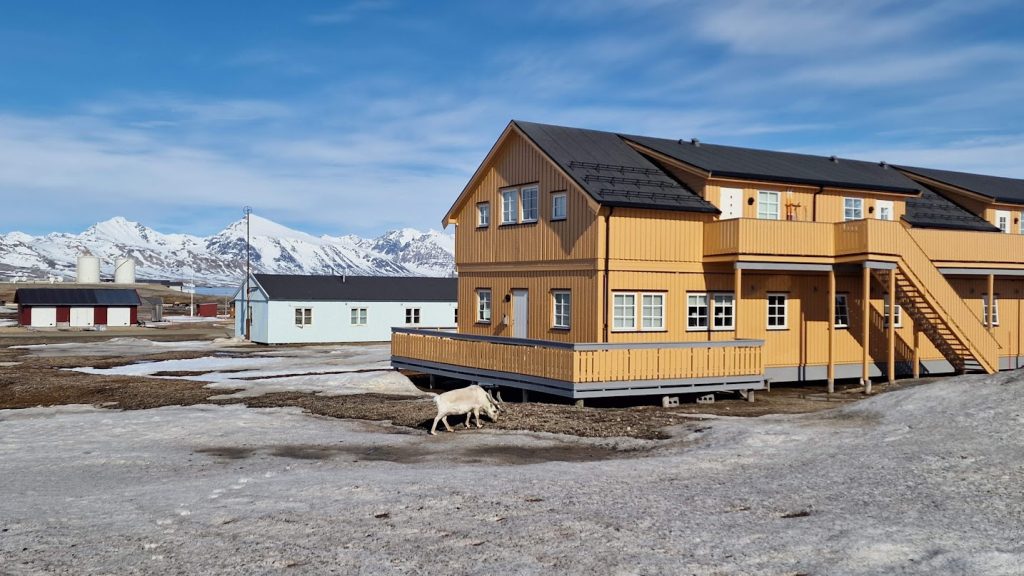 ny alesund renifery